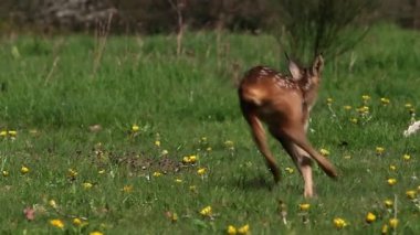 Roe Deer, capreolus capreolus, Fawn in Blooming Meadow, Normandy, Real Time
