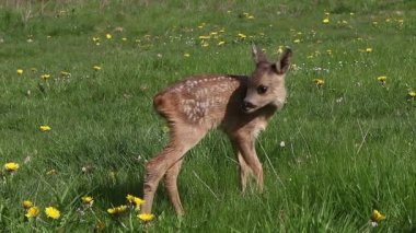 Roe Deer, capreolus capreolus, Fawn in Blooming Meadow, Grooming, Normandy, Real Time