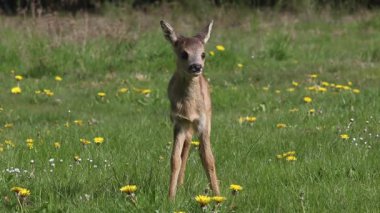 Roe Deer, capreolus capreolus, Fawn in Blooming Meadow, Normandy, Real Time