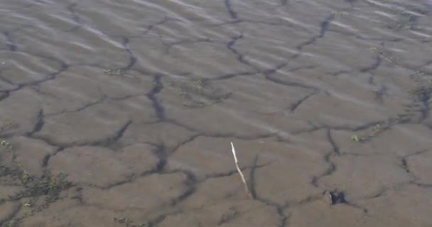 Água Seca Nos Pântanos Camargue Sudeste França Tempo Real — Vídeo de Stock