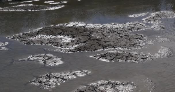 Agua Sequía Las Marismas Camargue Sureste Francia Tiempo Real — Vídeo de stock