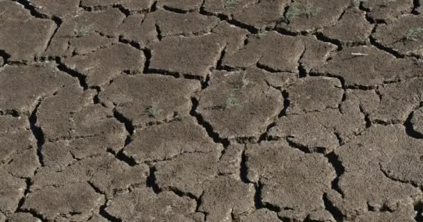 法国东南部Camargue沼泽地的干旱 实时4K — 图库视频影像