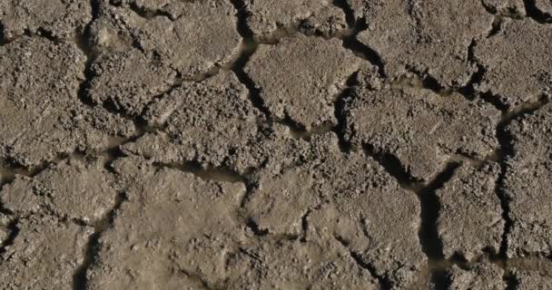 Sequía Las Marismas Camargue Sureste Francia Tiempo Real — Vídeo de stock