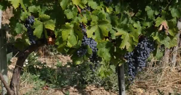 Viña Racimo Uvas Alpilles Sureste Francia Tiempo Real — Vídeos de Stock