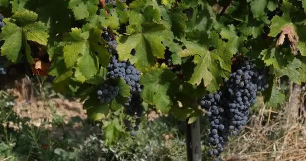 Viña Racimo Uvas Alpilles Sureste Francia Tiempo Real — Vídeo de stock