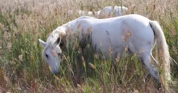 Cavalo Camargue Mare Pântano Saintes Marie Mer Sul França Tempo — Vídeo de Stock