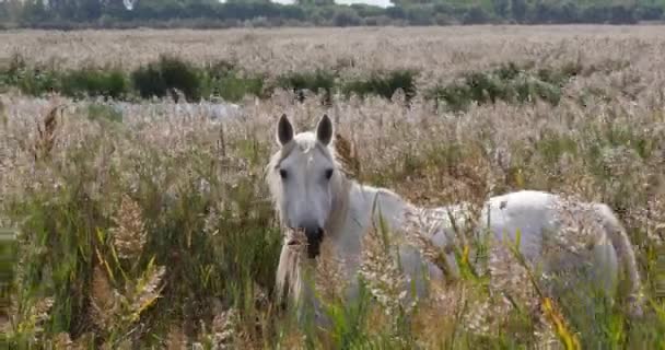 Cavalo Camargue Mare Pântano Saintes Marie Mer Sul França Tempo — Vídeo de Stock
