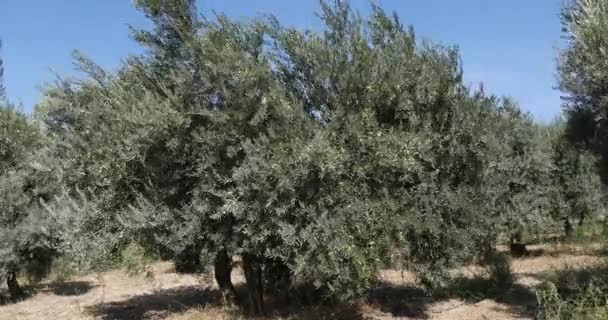 Vento Oliveiras Perto Maussane Les Alpilles Sudeste França Tempo Real — Vídeo de Stock