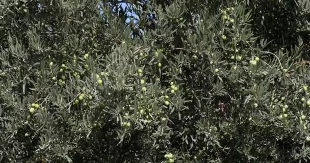 Wind Olive Trees Maussane Les Alpilles South East France Real — Αρχείο Βίντεο