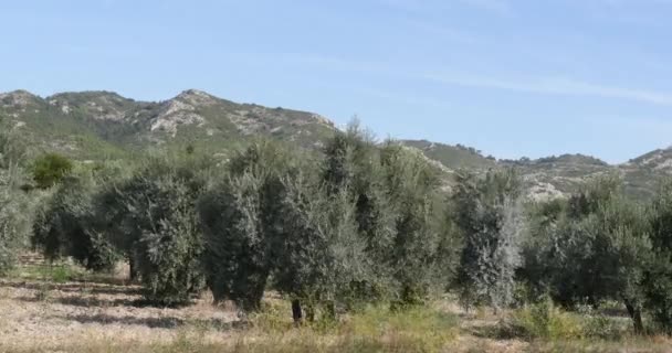 Wiatr Drzewach Oliwnych Pobliżu Maussane Les Alpilles Południowo Wschodniej Francji — Wideo stockowe