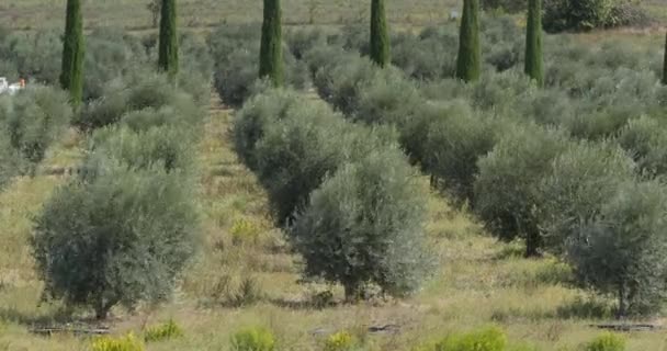 法国东南部Maussane Les Alpilles附近的橄榄树中的风 实时4K — 图库视频影像