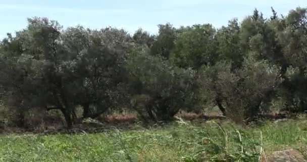 Ветер Оливковых Деревьях Вблизи Maussane Les Alpilles Юго Востоке Франции — стоковое видео