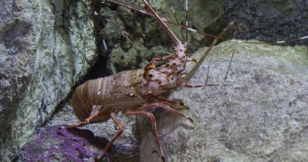 Geschilderde Stekelige Kreeft Geverfde Rotskreeft Panulirus Versicolor Volwassen Die Rotsen — Stockvideo