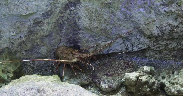 彩绘龙虾或彩绘龙虾 五彩斑斓 成虫站立岩石 实时处理4K — 图库视频影像
