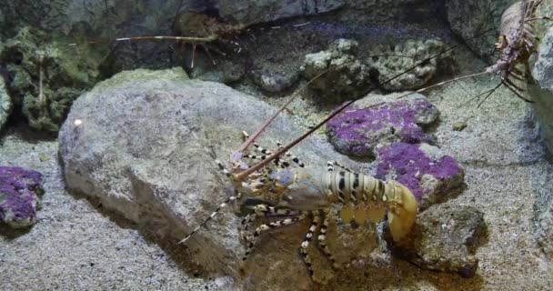 Stachelhummer Oder Gemalter Felsenhummer Panulirus Versicolor Erwachsener Auf Felsen Stehend — Stockvideo