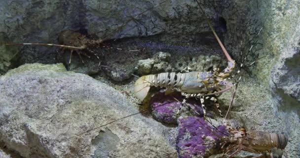 塗装されたスパインロブスターまたは塗装された岩ロブスター パヌリルス色 岩の上に立つ大人 リアルタイム4K — ストック動画