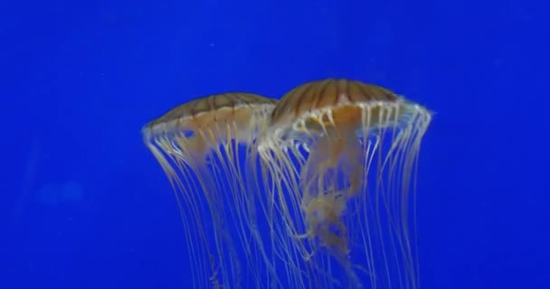 Japanische Brennnessel Chrysaora Pacifica Echtzeit — Stockvideo