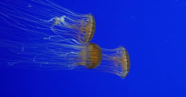 Japanese Sea Nettle Chrysaora Pacifica Real Time — Stok video