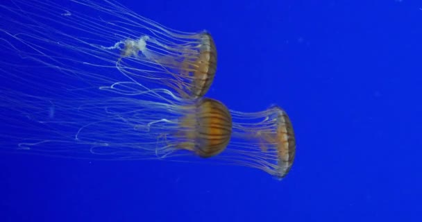 Japanese Sea Nettle Chrysaora Pacifica Tempo Real — Vídeo de Stock