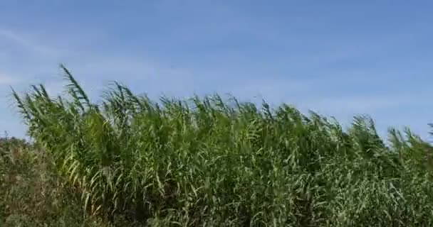 Vento Nos Juncos Camargue Sudeste França Tempo Real — Vídeo de Stock