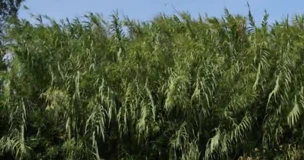 Wind Reeds Camargue Het Zuidoosten Van Frankrijk Real Time — Stockvideo
