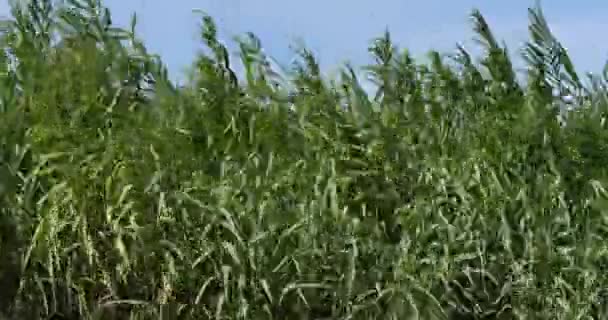 Wind Reeds Camargue Het Zuidoosten Van Frankrijk Real Time — Stockvideo