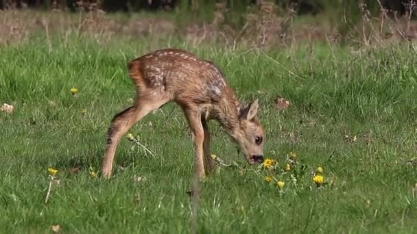 Roe Deer Capreolus Capreolus Fawn Blooming Meadow Nrmandy Real Time — ストック動画