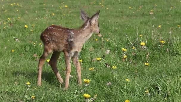 Roe Deer Capreolus Capreolus Fawn Blooming Meadow Normandy Real Time — Stok video