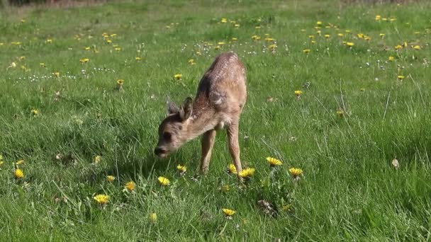 Rehwild Capreolus Capreolus Rehkitz Blühender Wiese Normandie Echtzeit — Stockvideo