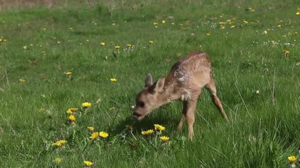 Roe Deer Capreolus Capreolus Fawn Blooming Meadow Normandy Real Time — 비디오