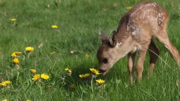 Roe Deer Capreolus Capreolus Fawn Blooming Meadow Normandy Real Time — Stok video