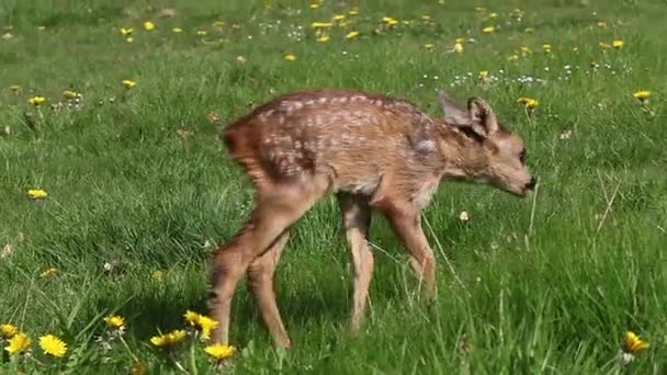 Roe Deer Capreolus Capreolus Fawn Blooming Meadow Normandy Real Time — стоковое видео