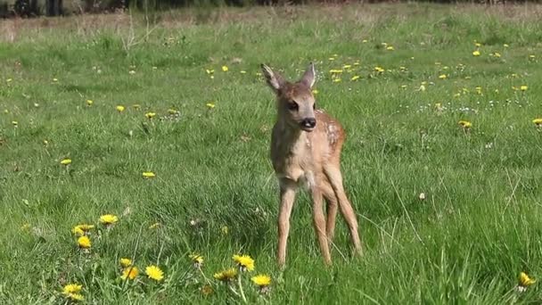 Roe Deer Capreolus Capreolus Fawn Blooming Meadow Verzorging Normandië Real — Stockvideo