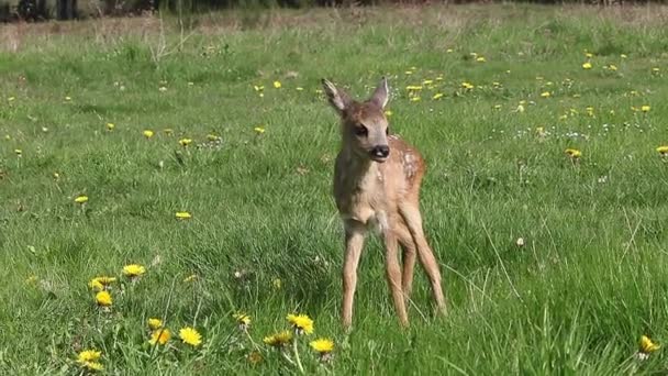 Ciervo Capreolus Capreolus Fawn Blooming Meadow Aseo Normandía Tiempo Real — Vídeos de Stock