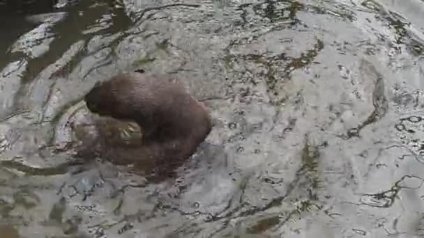 Nutria Recubierta Lisa Lutrogale Perspicillata Adulto Pie Agua Jugando Con — Vídeos de Stock