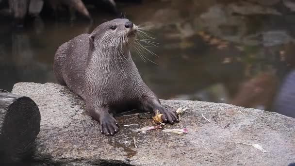 滑らかなコーティングされたカワウソ ルトロゲール ペルスピシラータ ロックに立つ大人 根を食べる スローモーション — ストック動画