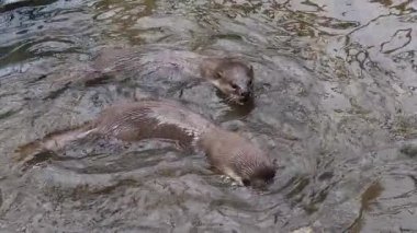 Pürüzsüz su samurları, lutrogale perspicillata, suda duran yetişkinler, ağır çekim.