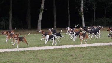 Büyük Anglo-Fransız Av Köpeği ve Büyük Anglo-Fransız Üç Renkli Tazı, Fransa 'nın Brittany şehrinde Saint Malo yakınlarında, Tilki avı için toplanıyor, Ağır çekim