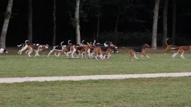 Büyük Anglo-Fransız Av Köpeği ve Büyük Anglo-Fransız Üç Renkli Tazı, Fransa 'nın Brittany şehrinde Saint Malo yakınlarında, Tilki avı için toplanıyor, Ağır çekim