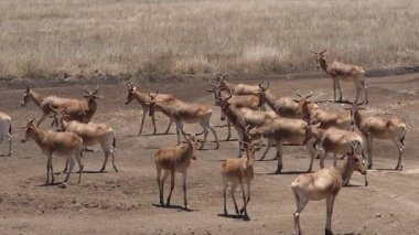 Topi, Damaliscus Korrigum, Grup Savannah 'da duruyor, Kenya Nairobi Parkı, Ağır çekim