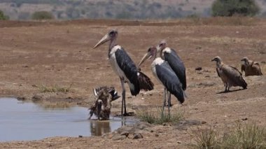 Afrikalı beyaz sırtlı akbaba, kıvırcık afrikanus, Su Deliği 'nde ayakta duran grup, Bath, Marabou Stork, Leptoptilos crumeniferus, uçarken, inerken, Nairobi Park, Kenya' da yavaş çekim.