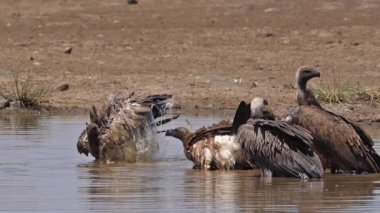 Afrikalı beyaz sırtlı akbaba, çingeneler afrikanus, suda duran grup, Kenya 'da Bath, Nairobi Parkı, yavaş çekim.