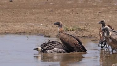 Afrikalı beyaz sırtlı akbaba, çingeneler afrikanus, suda duran grup, Kenya 'da Bath, Nairobi Parkı, yavaş çekim.
