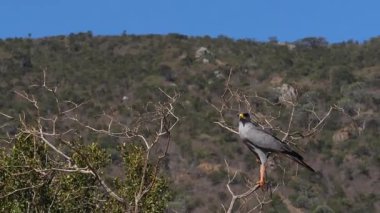 Dark Chanting Goshawk, melierax metabolizması, Yetişkin Uçuşu, Kenya 'daki Tsavo Parkı, yavaş çekim.