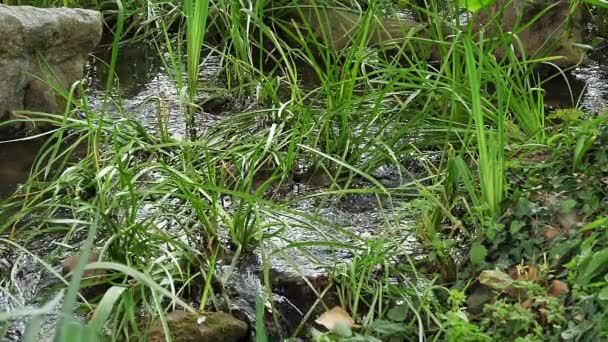 Flusso Nella Vegetazione Pleugueneuc Bretagna Rallentatore — Video Stock