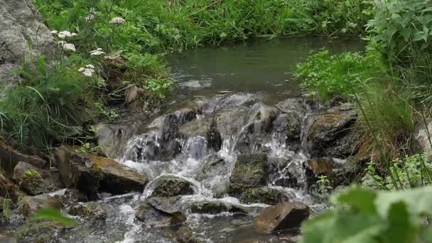 Bitki Örtüsünde Akarsu Brittany Pleugueneuc Ağır Çekim — Stok video