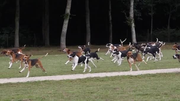 英法大白狗和黑狗与英法大三色狗 靠近法国布列塔尼的圣马洛 猎狐背包 慢动作 — 图库视频影像