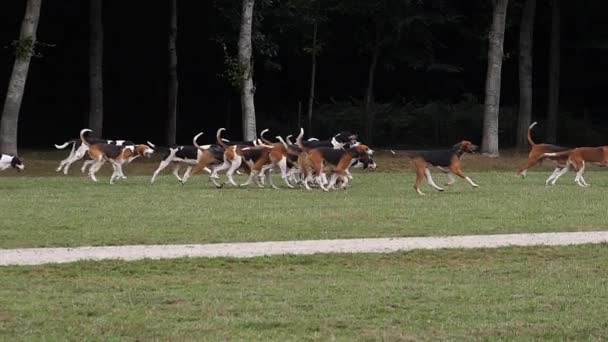 Great Anglo French White Black Hound Great Anglo French Tricolour — Vídeo de Stock