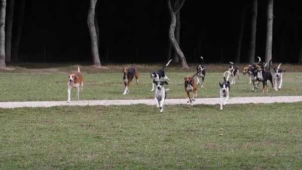 Stor Engelsk Fransk Vit Och Svart Hund Med Stor Engelsk — Stockvideo