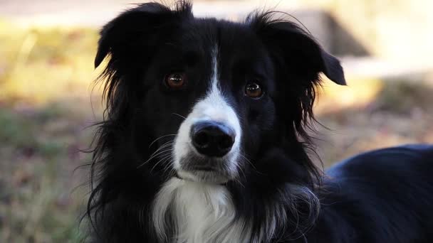草の上のボーダーコリー犬 男性の肖像画 スローモーション — ストック動画